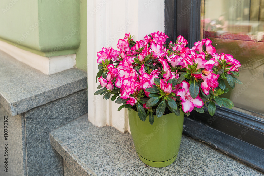 Potted flowers of pink azalea. Street decoration with plants and flowers.