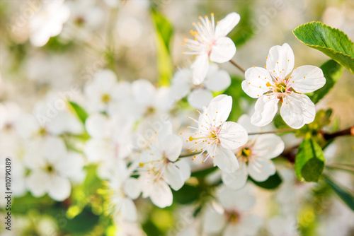 Natural spring background with cherry flowers. Selective soft focus