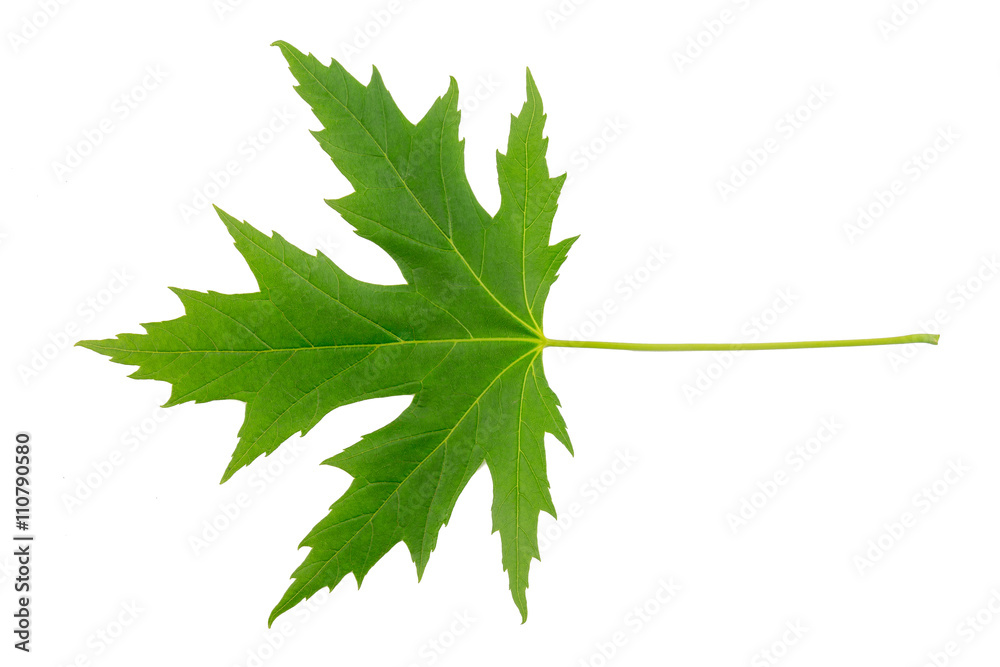 Silver maple (Acer saccharinum) leaf isolated on a white background. Silver maple (Acer saccharinum) leaf isolated on a white background.