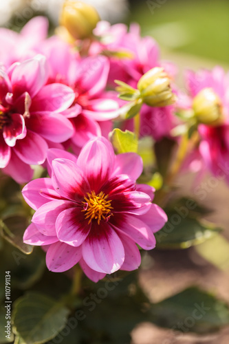 Pink Dahlia flower called Fascination is found in Mexico and is the national flower. photo