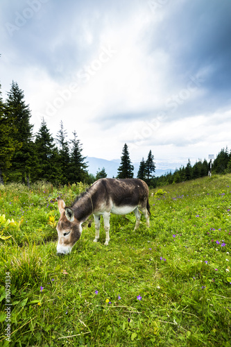 Fototapeta Naklejka Na Ścianę i Meble -  Closeup of cute donkey grazing on the pasture