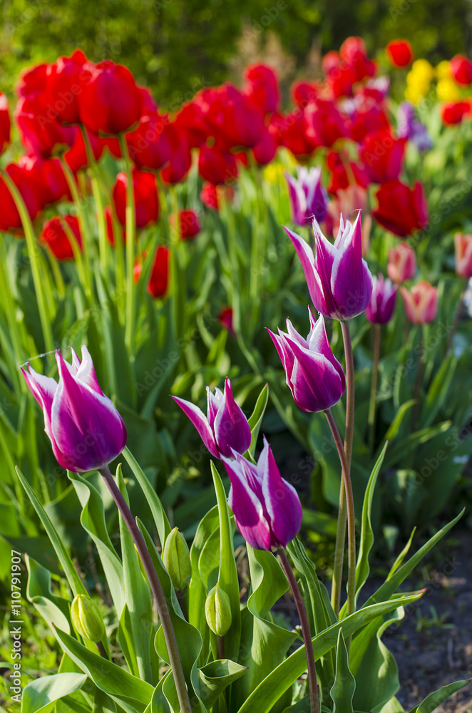  purple tulips closeup