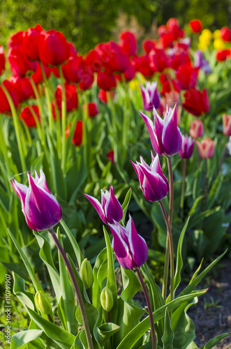  purple tulips closeup