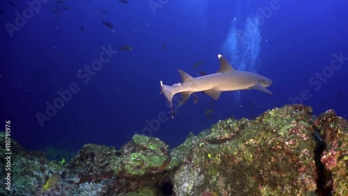 Whitetip Reef sharks on rocky reef search food, Caribbean sea Cocos Costa Rica. Underwater landscape, rocky pinnacles, canyons, walls and caves. Beautiful array of marine life ready for exploration. photo