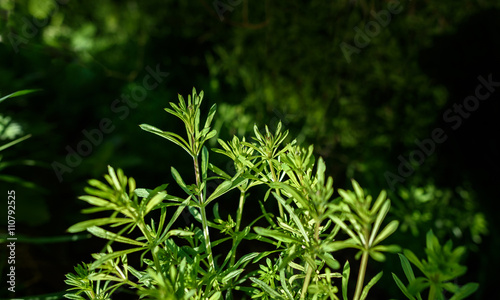 Cleavers Plant