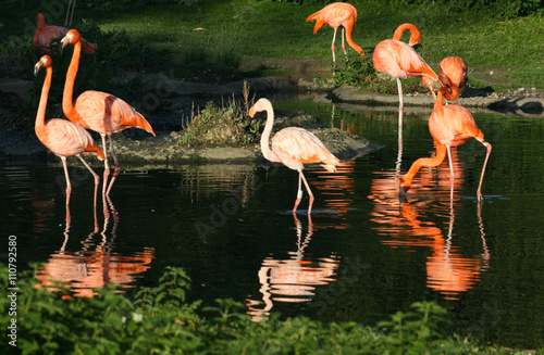 Pink Flamingo