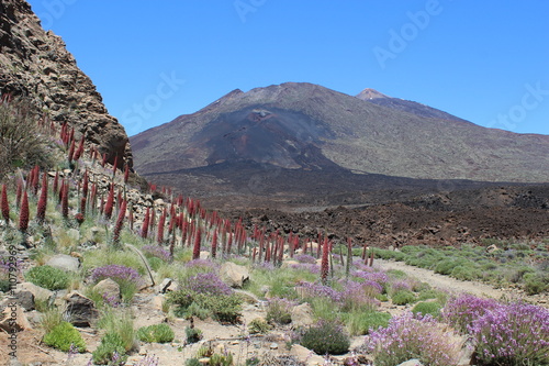 Tajinastes y alhelíes con el volcán del Teide de fondo photo