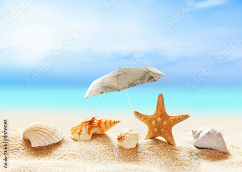  seashells on the sandy beach