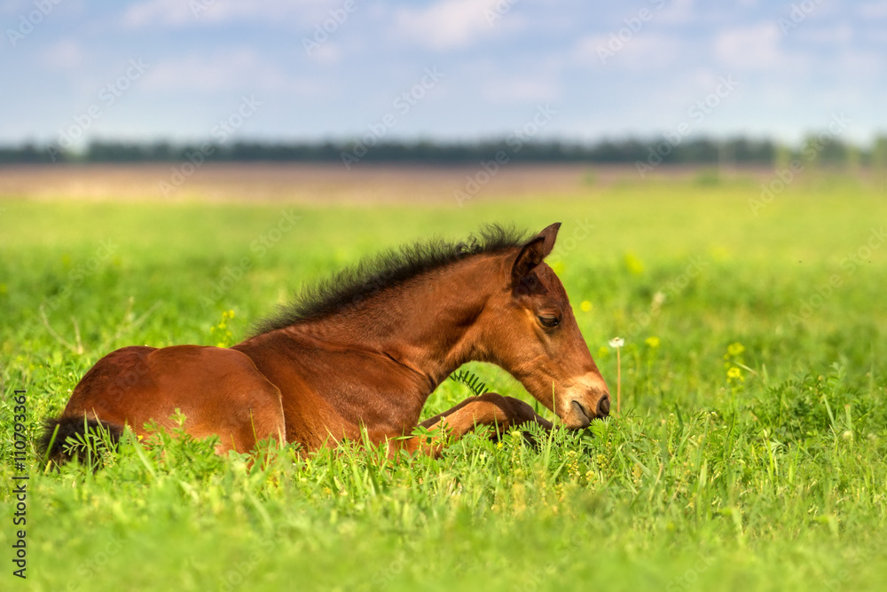 Fototapeta premium Bay foal rest on spring pasture