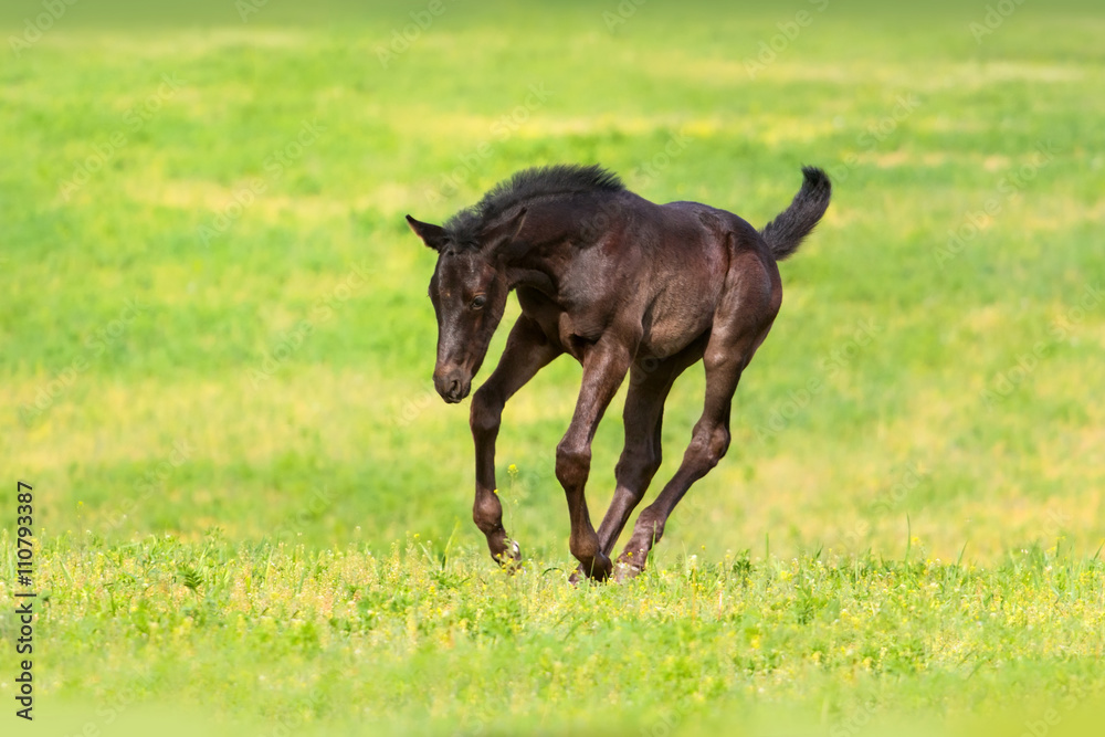 Black foal run gallop on spring pasture