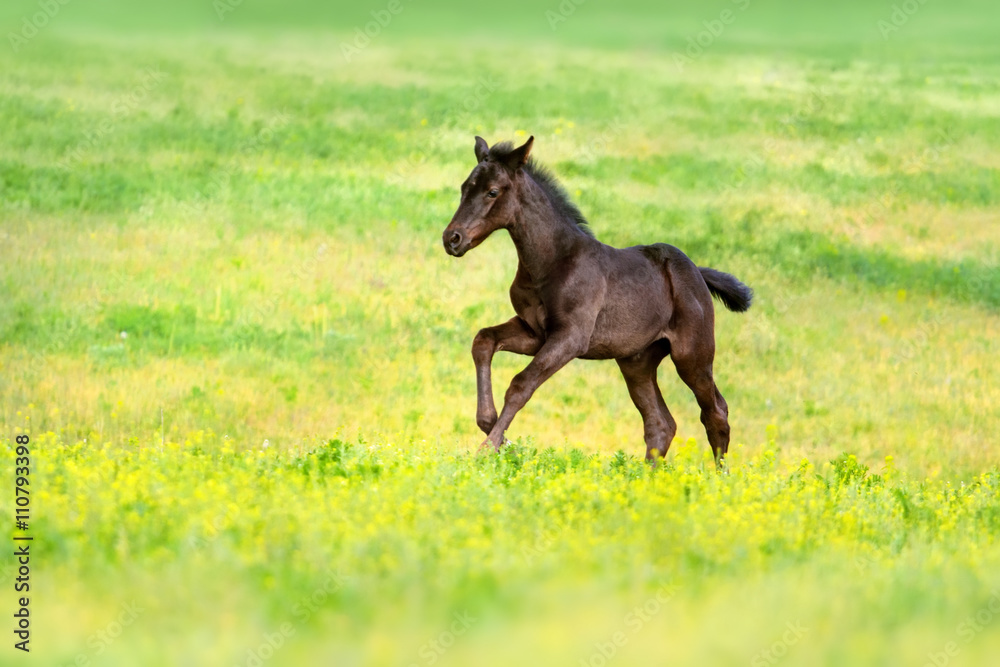 Black foal run gallop on spring pasture Black foal run gallop on spring pasture