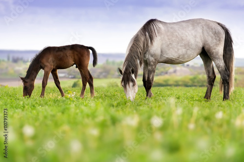 Mare with colt grazing on pasture