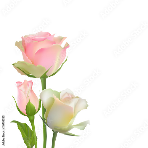Fototapeta Naklejka Na Ścianę i Meble -  Delicate vector roses