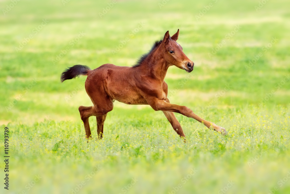 Bay foal run gallop on spring pasture Bay foal run gallop on spring pasture
