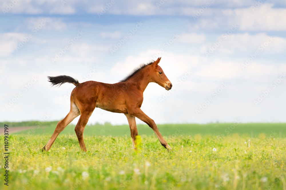 Bay foal run on spring pasture Bay foal run on spring pasture