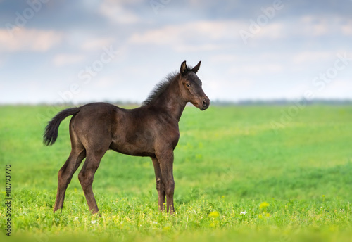 Black foal exterior on flower meadow © callipso88