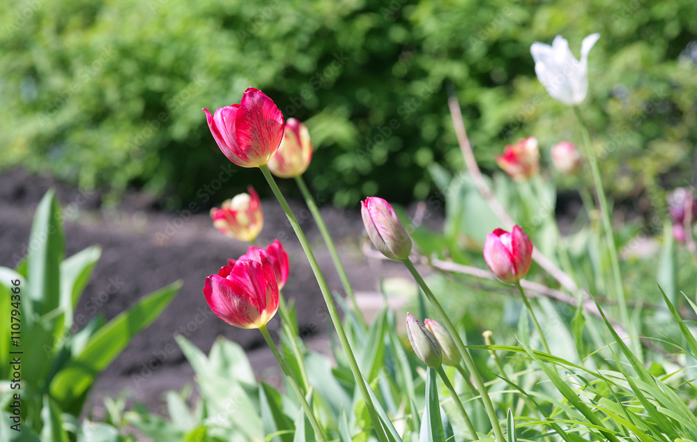 Obraz premium tulip flower landscape background