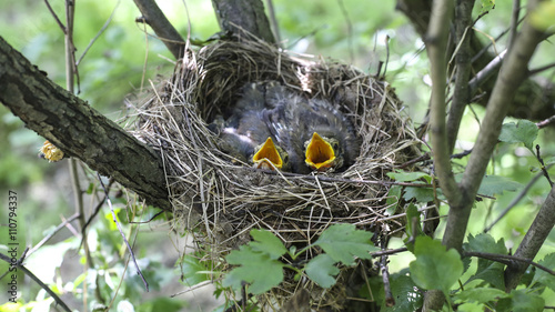 Bird's nest with chicks in a tree. photo