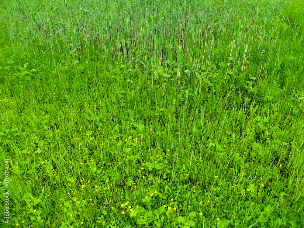 Obraz premium Green reed