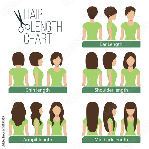 Set of different hair length for haircuts and hairstyles - short, medium and long length. Vector.