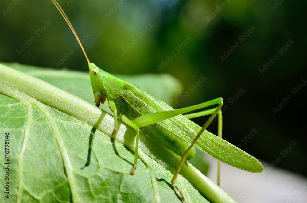 Young, green grasshopper eats the leaves in the garden Young, green grasshopper eats the leaves in the garden