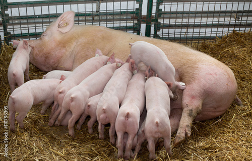Sow with piglets nursing