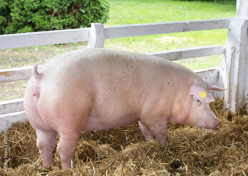 Large white swine on farm