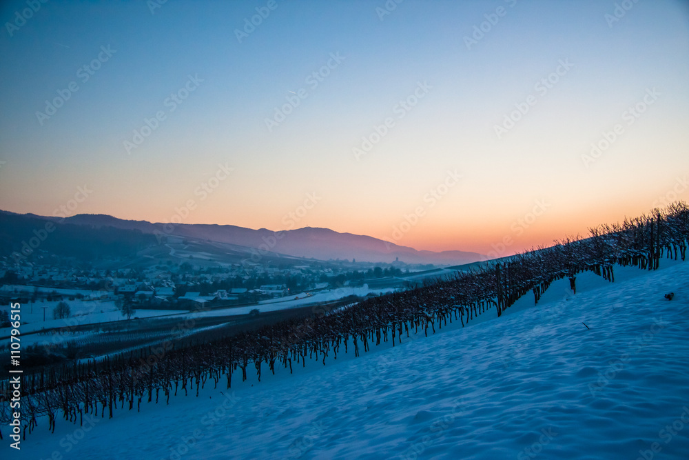 Fototapeta premium Schallstadt Snow Vineyards