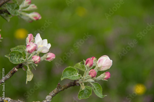 apple blossom branches. © marina_foteeva