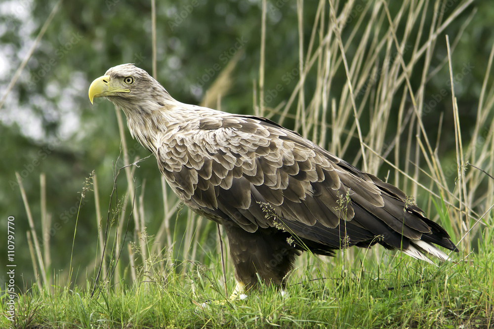 Haliaeetus albicilla / white-tailed eagle in natural habitat Haliaeetus albicilla / white-tailed eagle in natural habitat