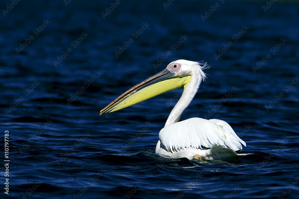 white pelican in natural habitat / Pelecanus onocrotalus white pelican in natural habitat / Pelecanus onocrotalus