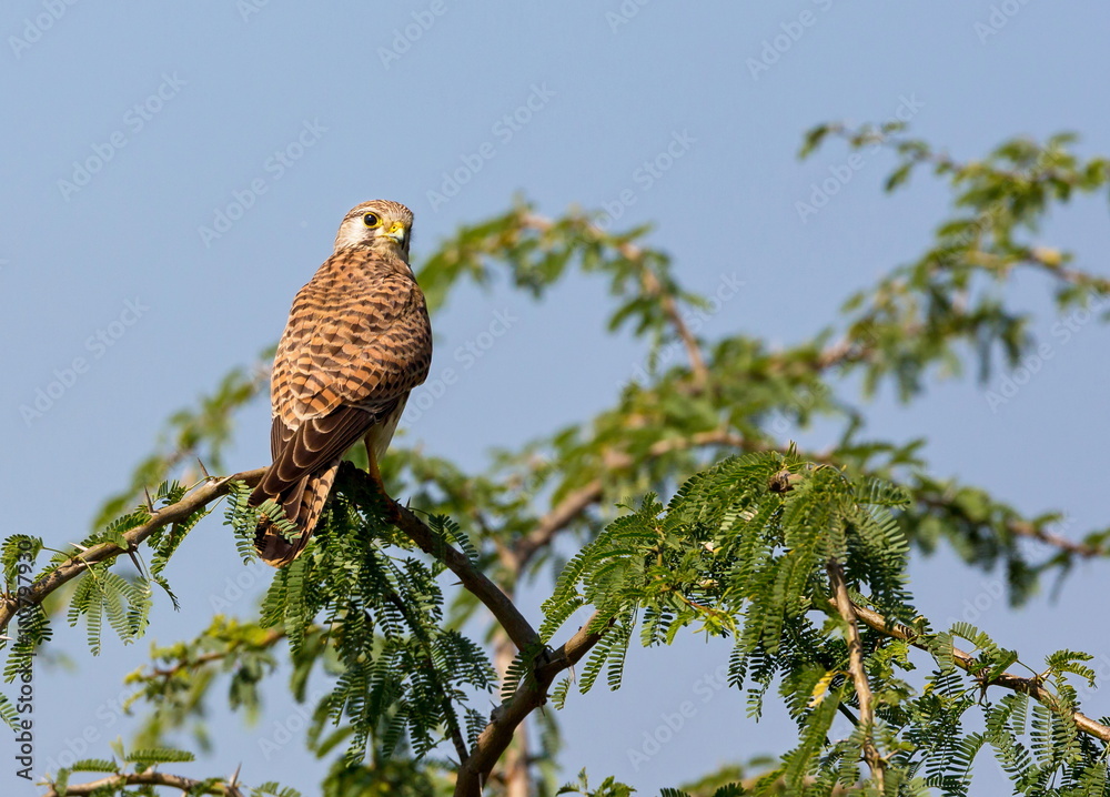 Φωτογραφία The common kestrel a bird of prey species belonging to the kestrel group of the falcon family