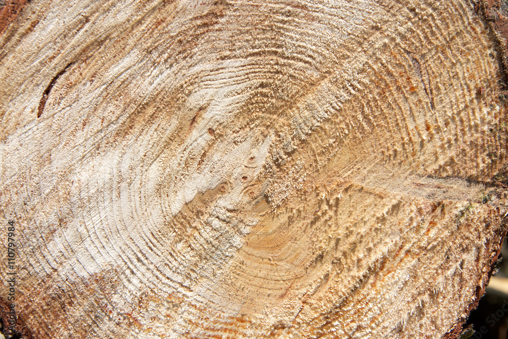 tree trunk cut  rough edge of wood with grain showing