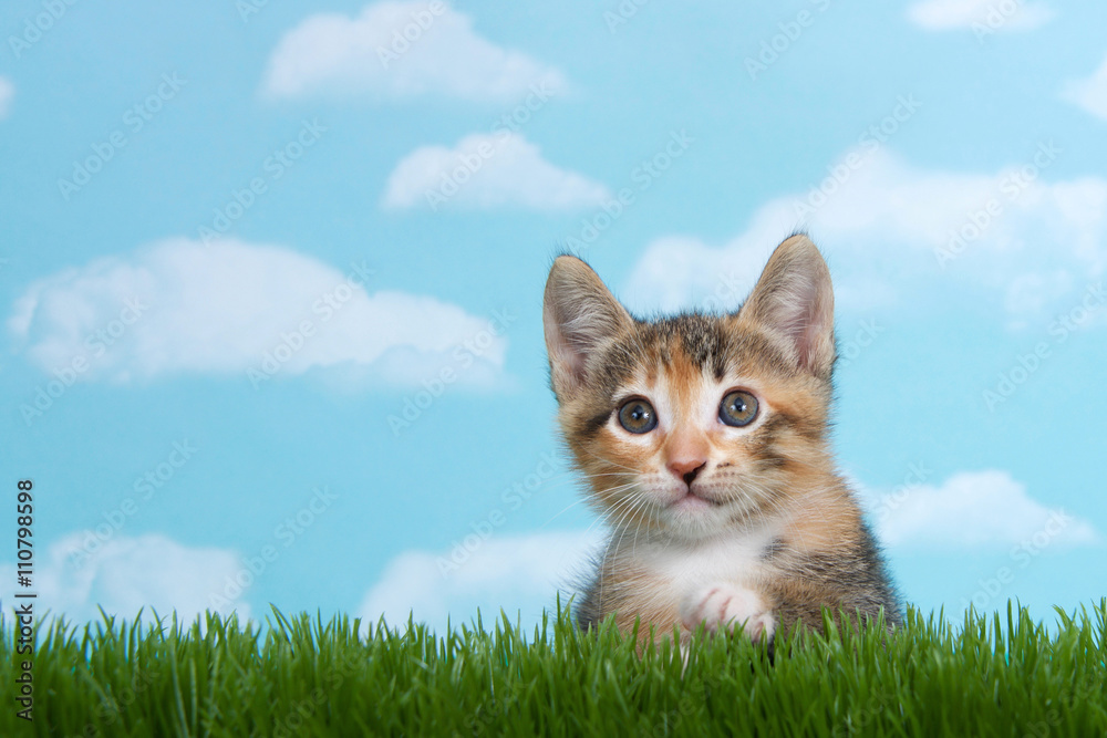Tortie Tabby kitten perched below tall green spring grass, horizontal image