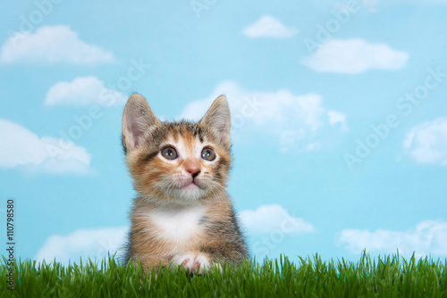 Tortie Tabby kitten perched below tall green spring grass, horizontal image