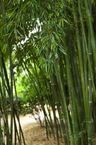 Bamboo in a park