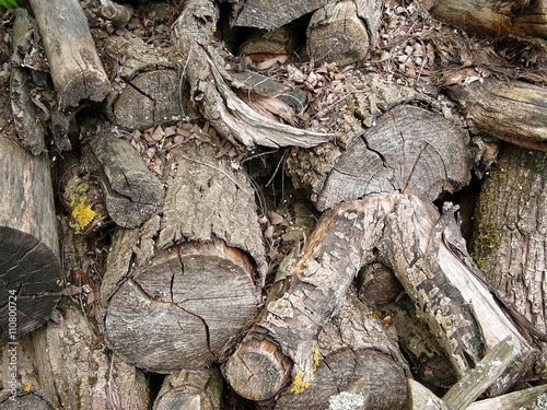 Trockenes abgelagertes altes Holz im Krofdorfer Forst in Wettenberg Krofdorf-Gleiberg bei Gießen in Hessen photo