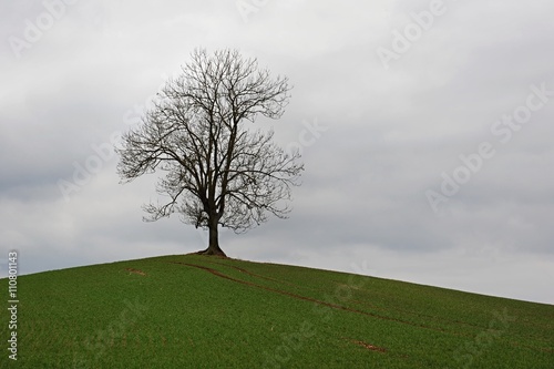 Lone tree in countryside