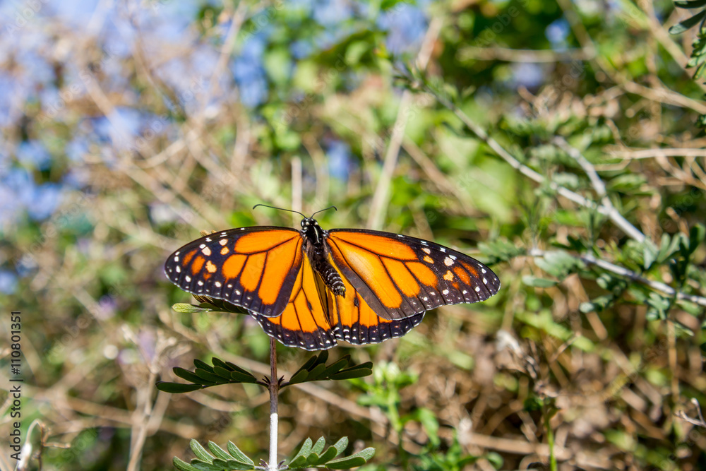 Obraz premium Monarch basking in sun