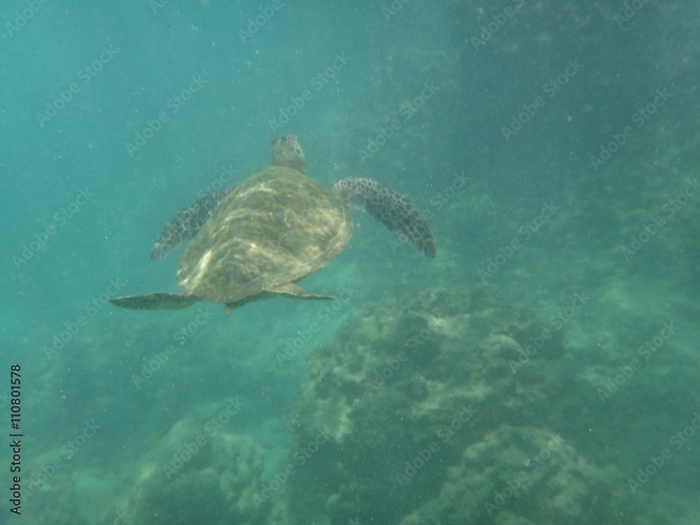 Swimming Green Turtle Underwater