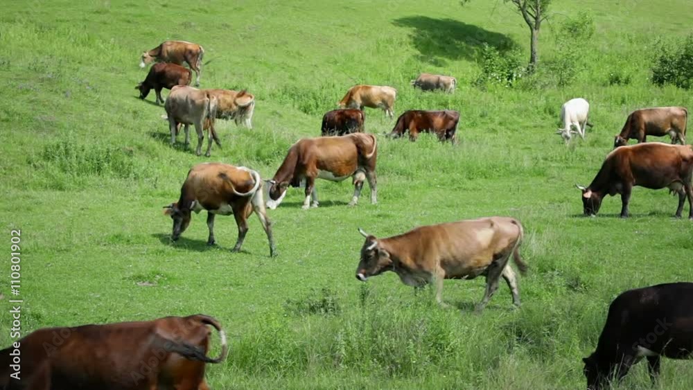 Cows grazing on green meadow Cows grazing on green meadow