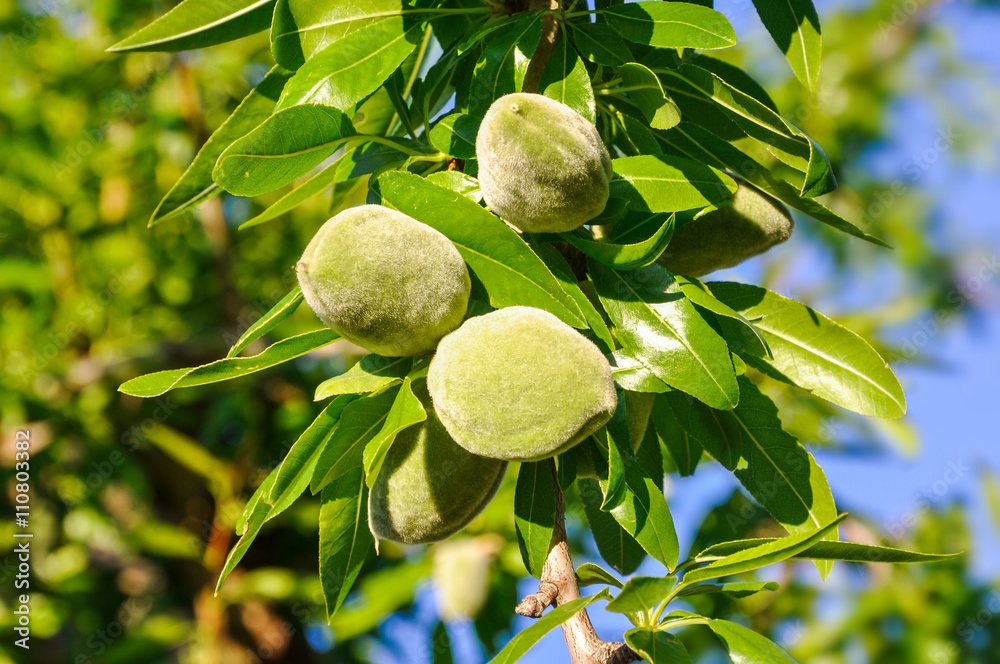 Almond tree branch with leaves and green nuts. Almond tree branch with leaves and green nuts.