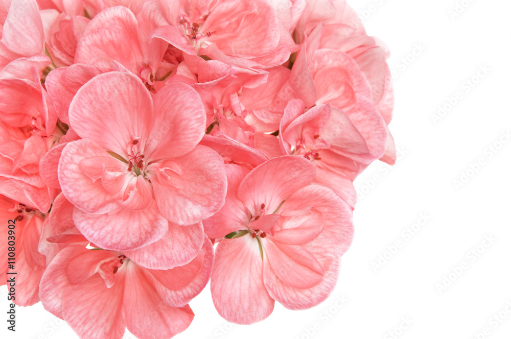 Pink cranesbill (pelargonium, geranium) flowers on white. Pink cranesbill (pelargonium, geranium) flowers on white.