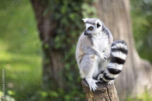 Ring-tailed lemur on a log