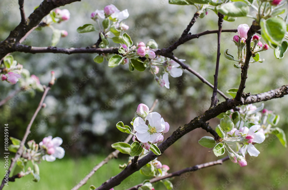 Obraz premium blooming Apple tree