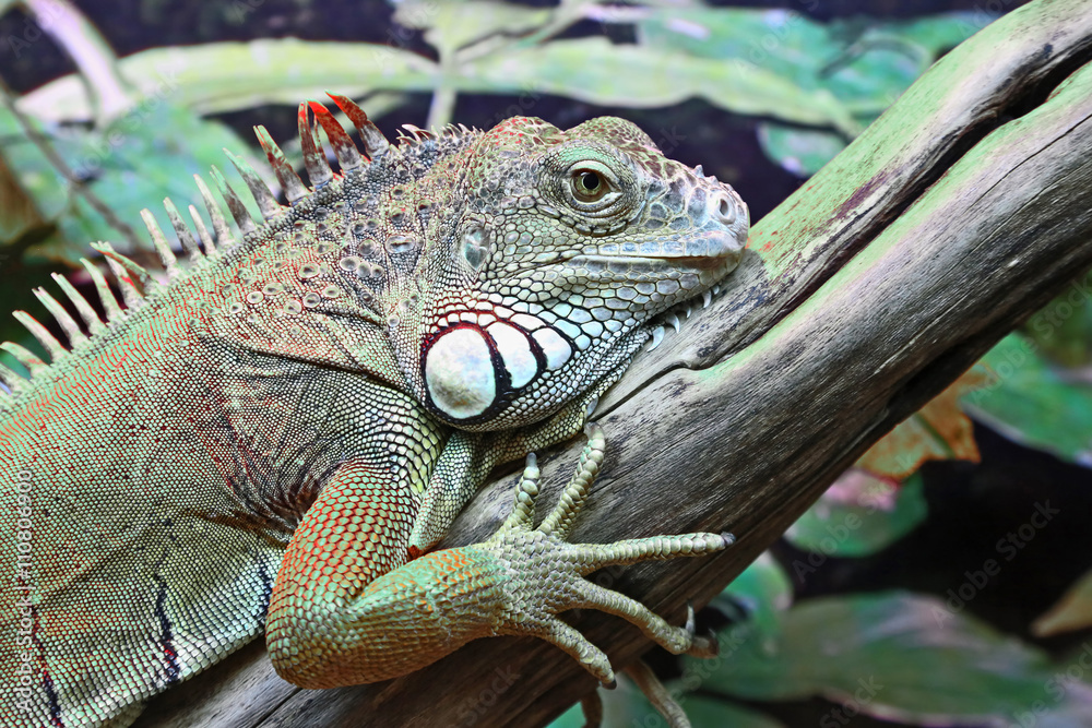 Obraz premium portrait of green iguana closeup