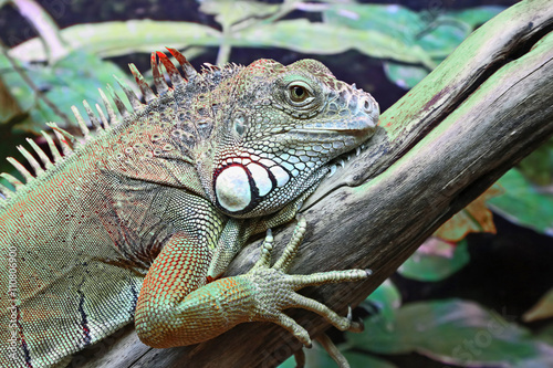 portrait of green iguana closeup