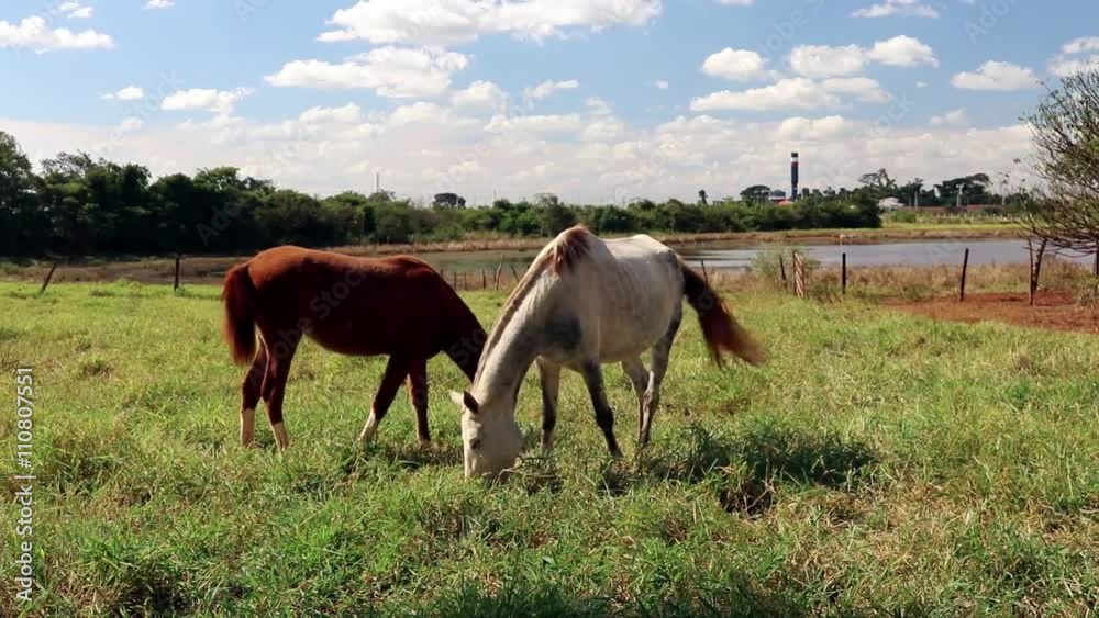 Few horses grazing in a field, eating grass, horse looking at the camera, white and brown horses in a farmyard Few horses grazing in a field, eating grass, horse looking at the camera, white and brown horses in a farmyard