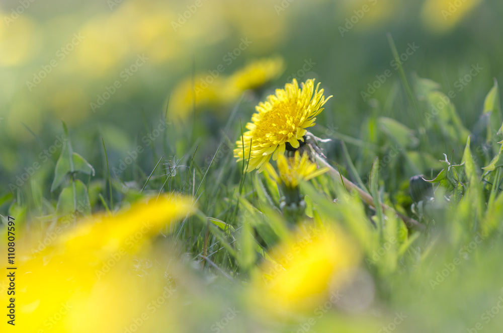 Fototapeta premium dandelion