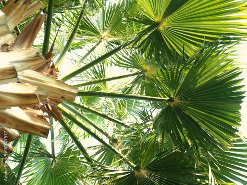 Palm Trees bottom view